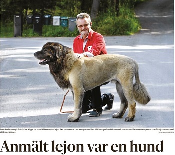 lejon.jpg