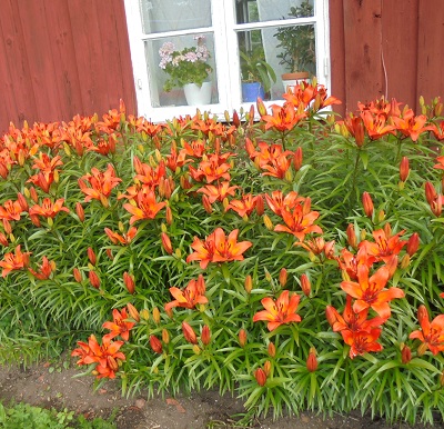 kesä-19.JPG