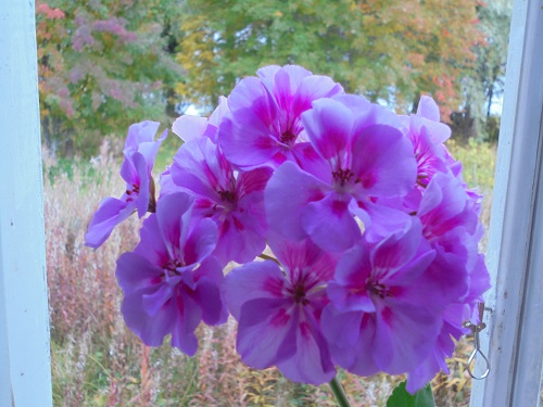 savannah Lavender splash.JPG